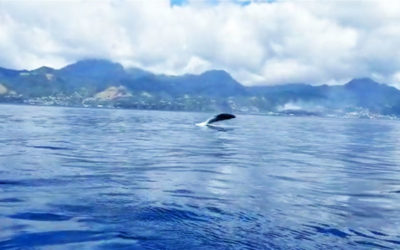 Chasing Giants: A Rare Whale Encounter in Dominica